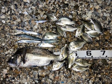 良型チヌに秋の小チヌの数釣り