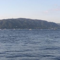 またまたブリ~ の子供