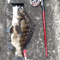 朝練してきました