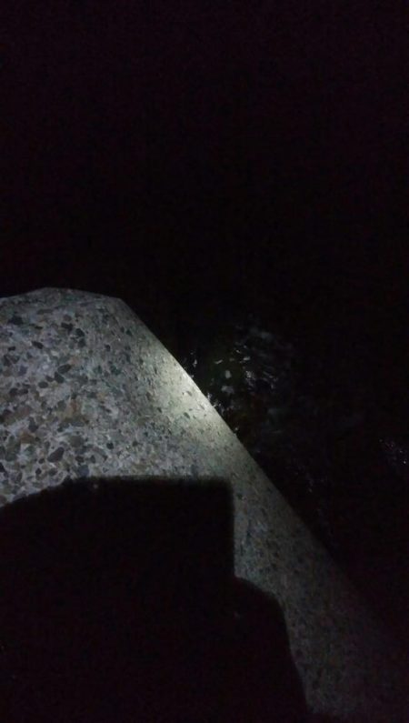 アオリイカ8杯！