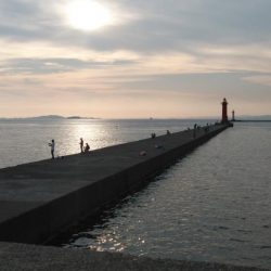 少しづつキスの型が良くなりました