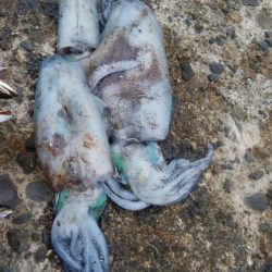 アオリ4杯、カマス7匹、小アジ1匹、小サバ1匹、キジハタ2匹!