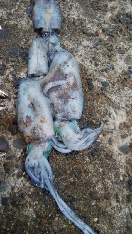 アオリ4杯、カマス7匹、小アジ1匹、小サバ1匹、キジハタ2匹!