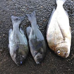 フカセ‥最高ですネ・・