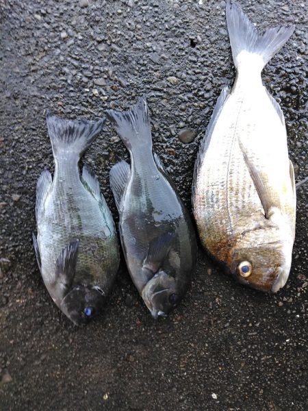 フカセ‥最高ですネ・・