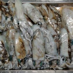 3ヶ月ぶり釣行。