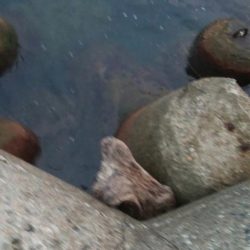 アオリイカ1杯　フクラギ1匹！　クマ1！