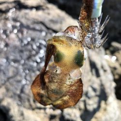 2022 佐渡ヶ島エギング 9回目