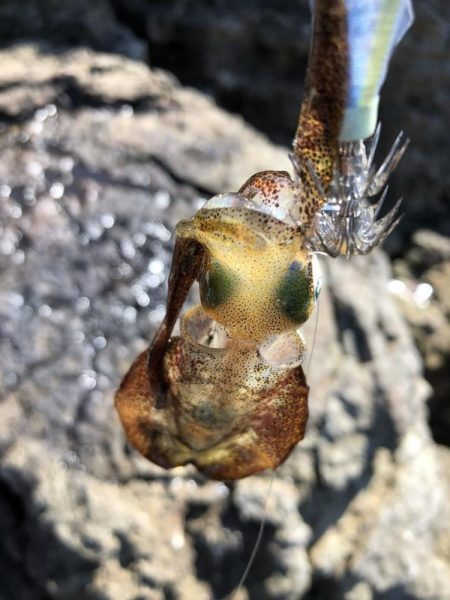 2022 佐渡ヶ島エギング 9回目