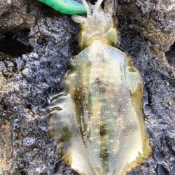 2022 佐渡ヶ島エギング 10回目