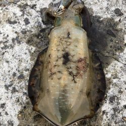 2022 佐渡ヶ島エギング 11回目