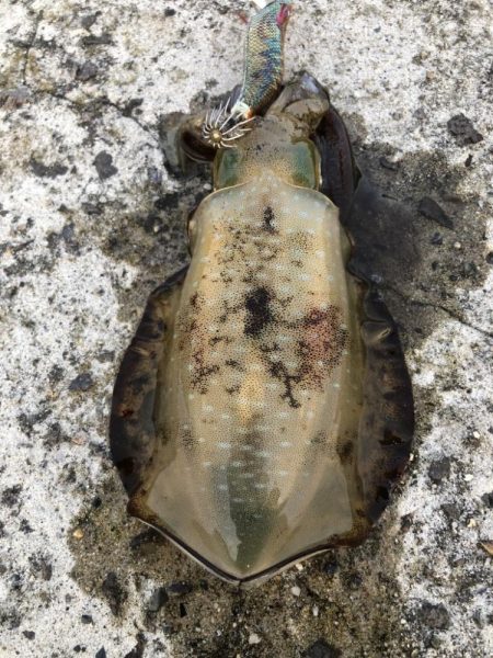 2022 佐渡ヶ島エギング 11回目