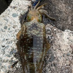 2022 佐渡ヶ島エギング 13回目【9月18日】