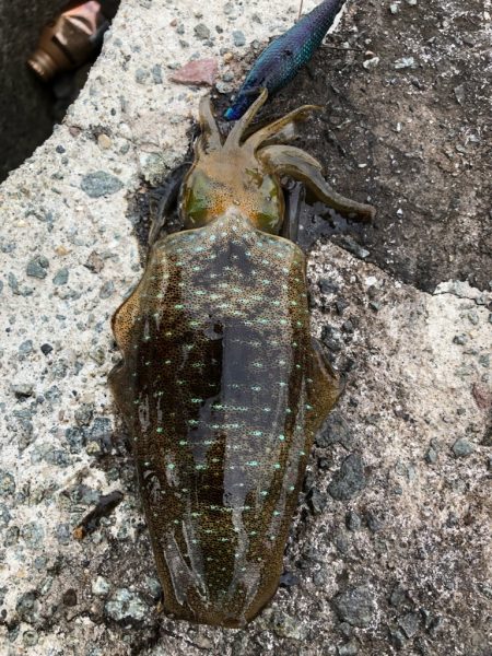 2022 佐渡ヶ島エギング 13回目【9月18日】