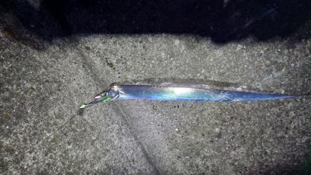 太刀魚いい感じです♪