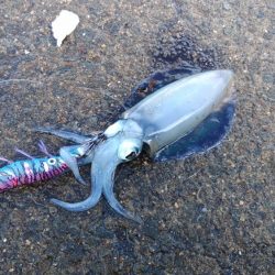 初アオリ&初アイブリGET！！