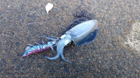 初アオリ&初アイブリGET！！