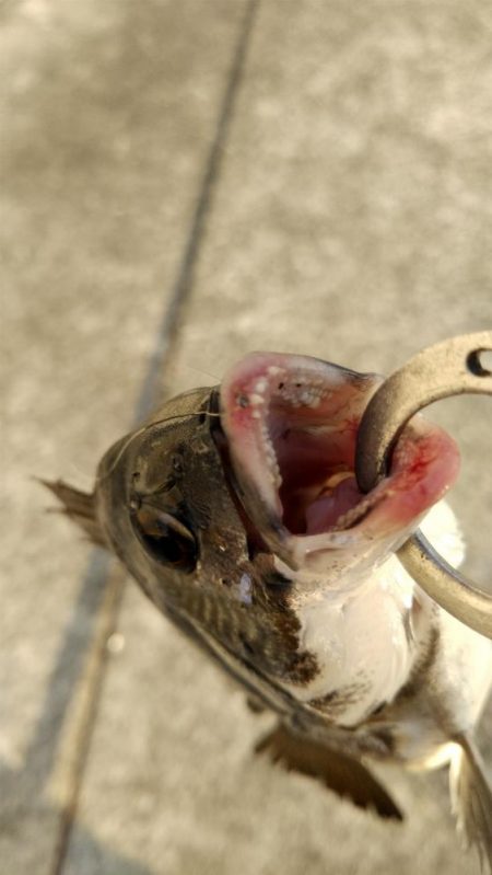 秋の小チヌのなか45㎝ゲット