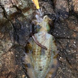 2022 佐渡ヶ島エギング 5回目