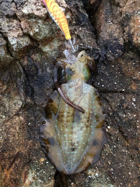 2022 佐渡ヶ島エギング 5回目