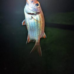 本命ゲットしましたが