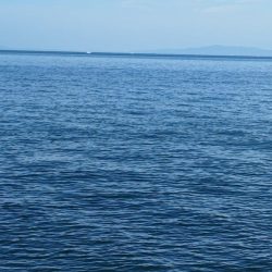 サゴシとハマチ