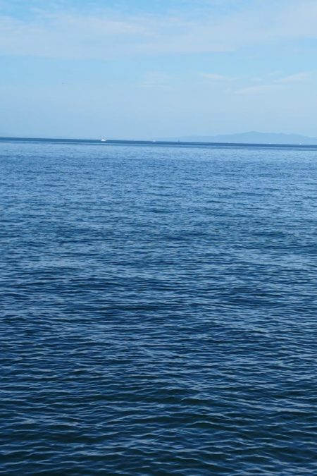 サゴシとハマチ