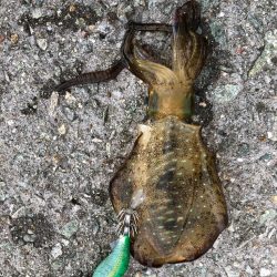 2022 佐渡ヶ島エギング 14回目【9月19日】