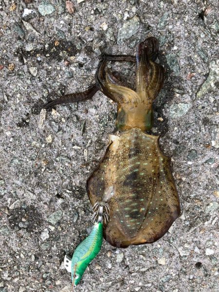 2022 佐渡ヶ島エギング 14回目【9月19日】