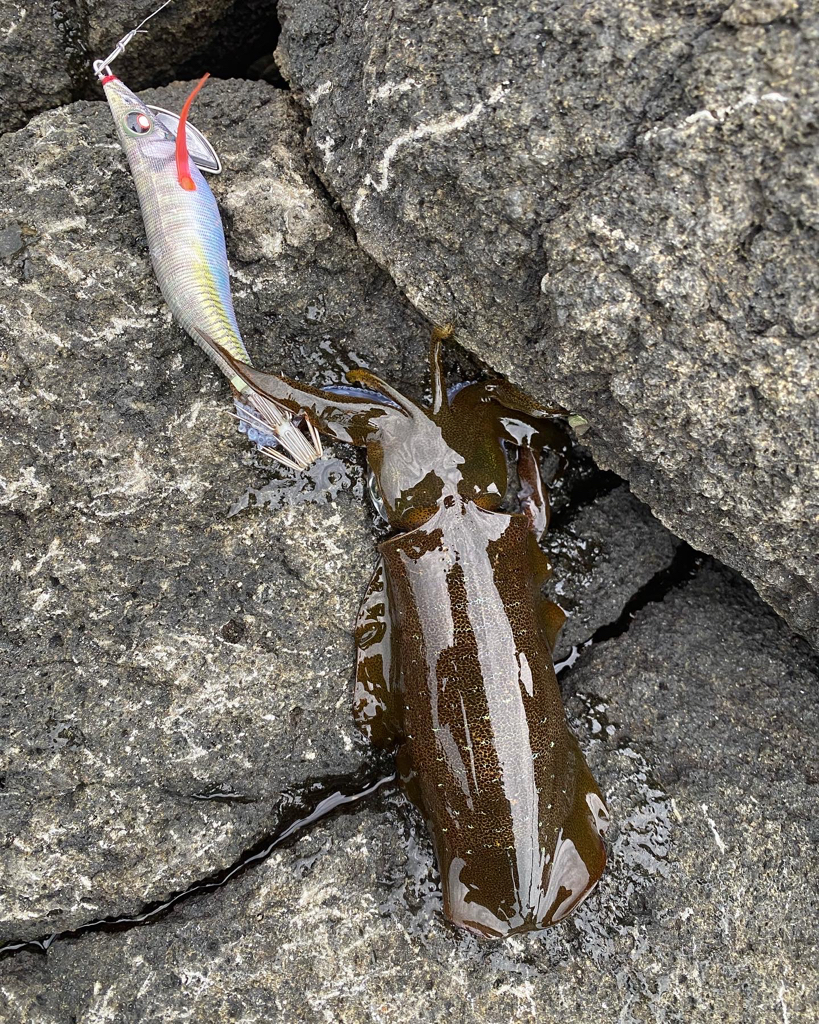 日本海アオリイカ