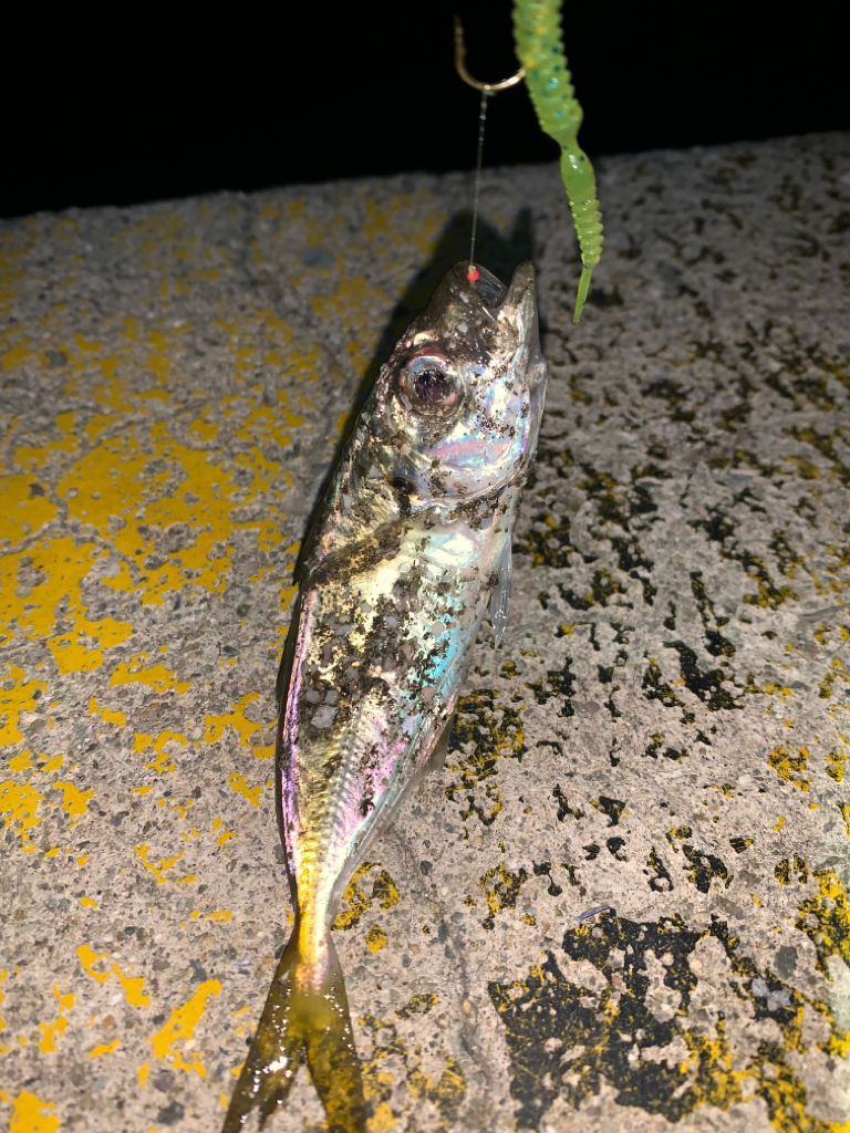 アジング③