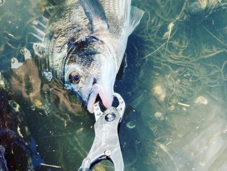 トップチニング爆釣　当たりのルアーは、、、