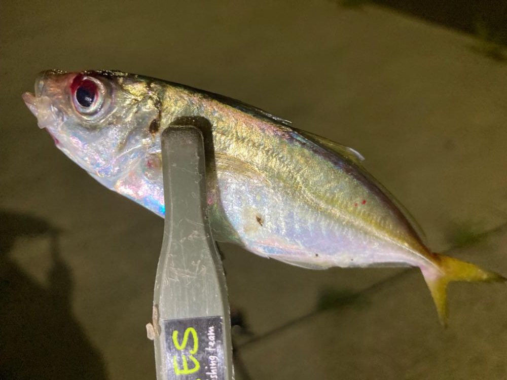 アジング&エギング