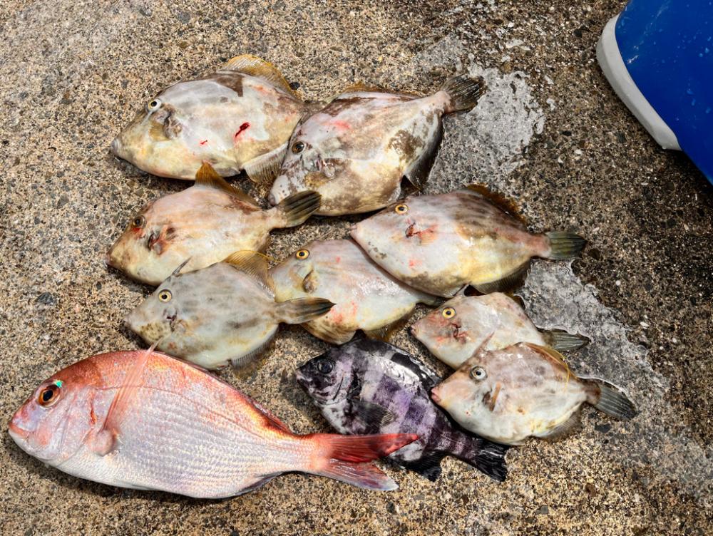 カワハギ釣り時々、鯛ラバ