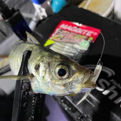 バチコンシーズン開幕！