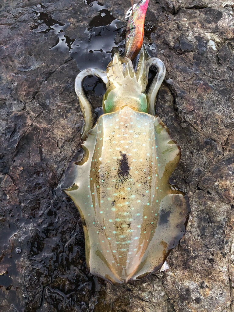 2022 佐渡ヶ島エギング 8回目