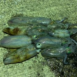 今年はまだ早い？