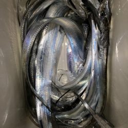 アオリのちタチ