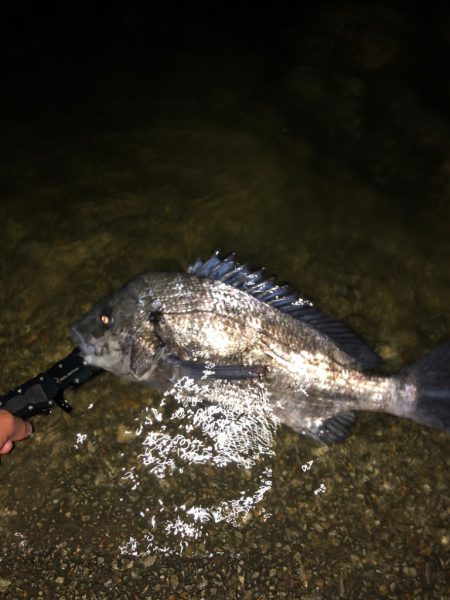 シーバスフィシング