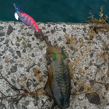 隠岐でエギング新子祭り！