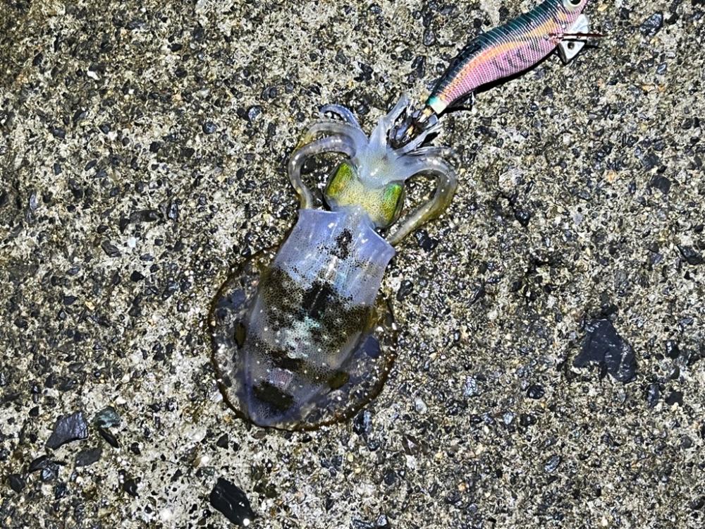 日本海エギング絶好調！