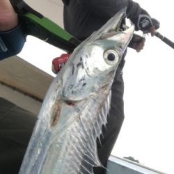 激シブタチウオ