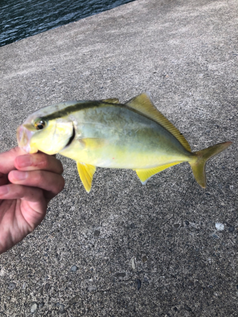 何とか釣れたけどリリースサイズ
