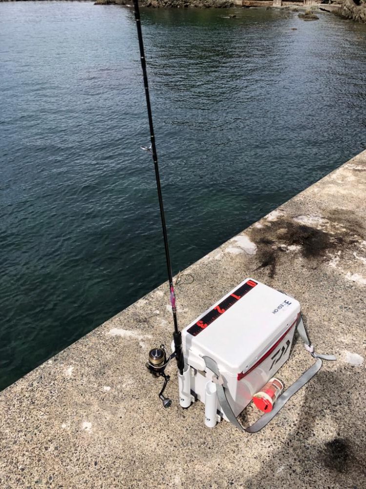 今期初エギング