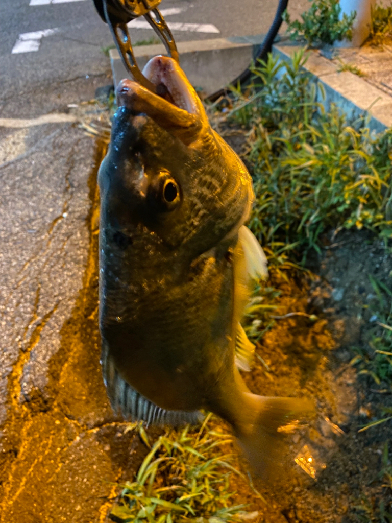 ヘチってきました