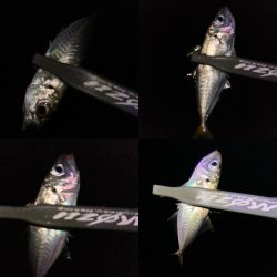 マズメチャレンジ