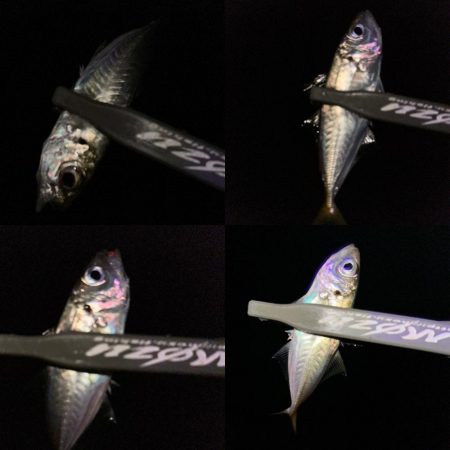 マズメチャレンジ