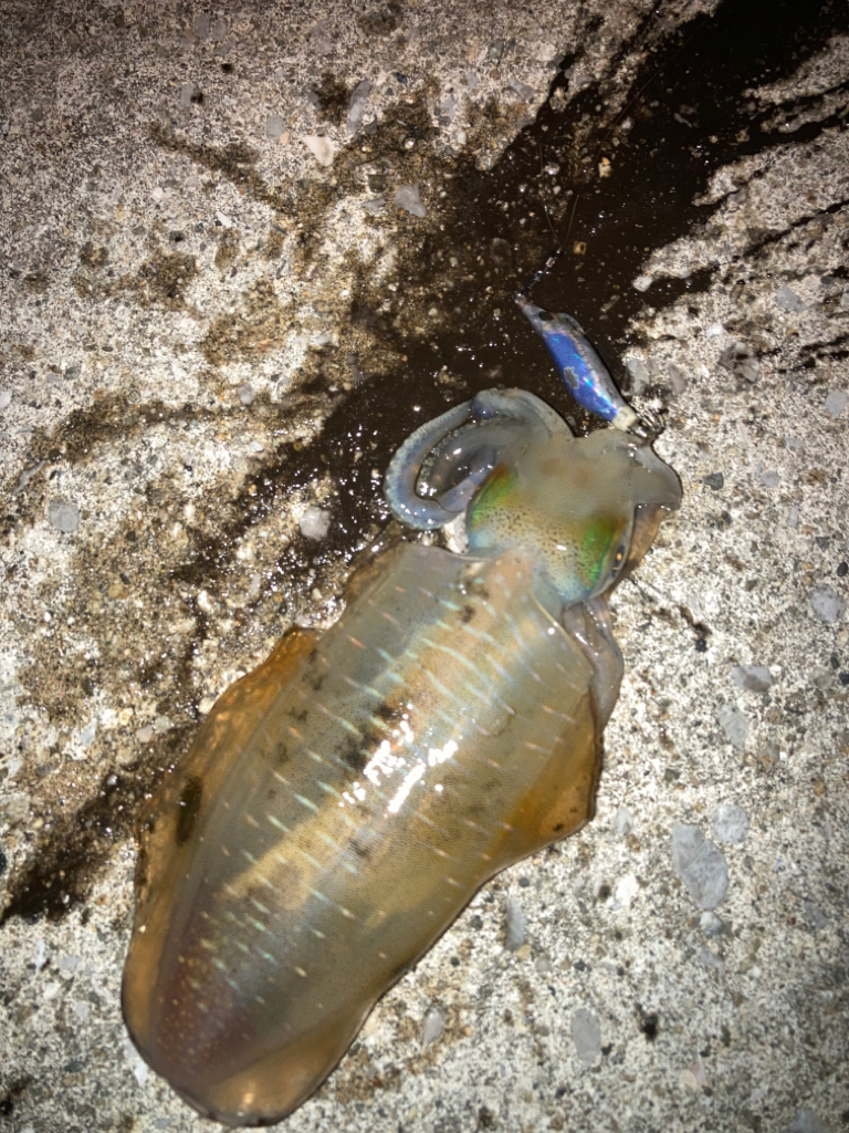 三浦半島ランガン