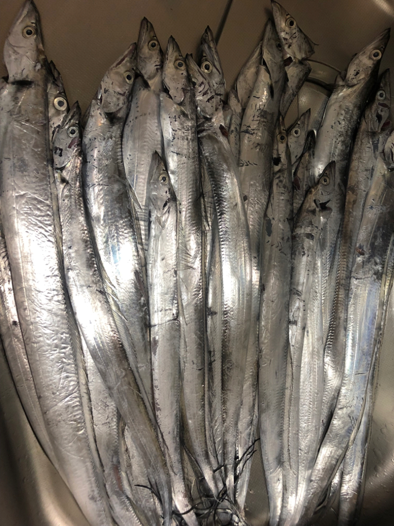 伊勢湾ジギング