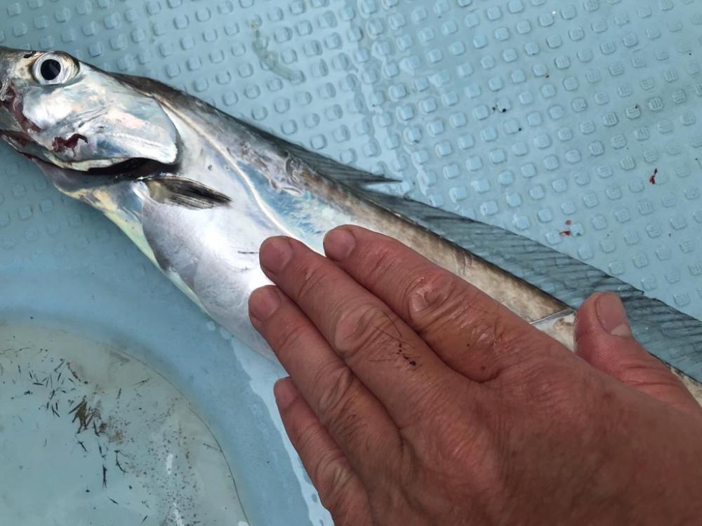 洲本沖のタチウオ